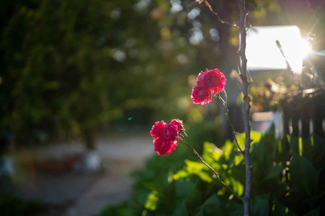 דירות Alijó Quinta Do Sol מראה חיצוני תמונה