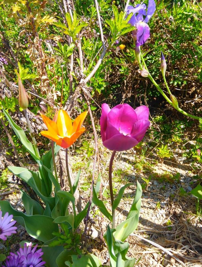 דירות Alijó Quinta Do Sol מראה חיצוני תמונה
