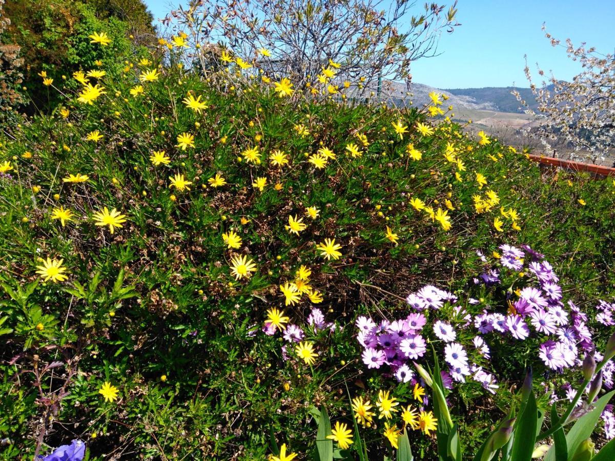 דירות Alijó Quinta Do Sol מראה חיצוני תמונה